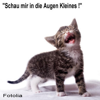 Katze schau mir.jpg (16819 Byte)